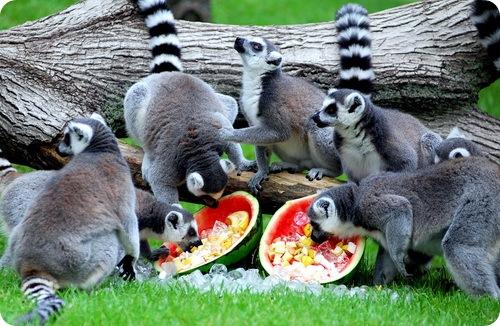 Обо всем - С днём рождения, lemur4uk!