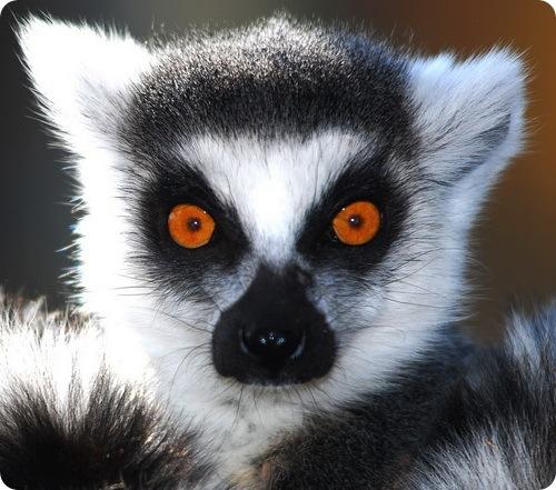 Обо всем - С днём рождения, lemur4uk!