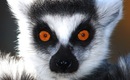 Lemur9
